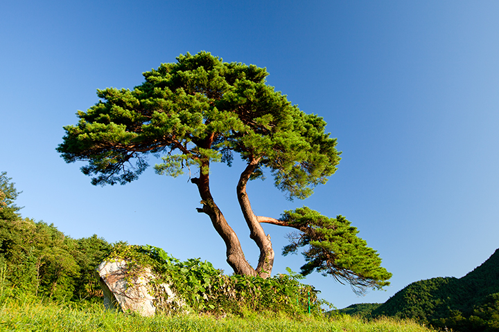 교목 소나무